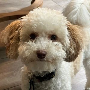 Meet your Posher, Barbara